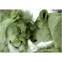 Kärkkäinen Artgeist Lion Tenderness (Green) fototapetti