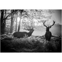 Kärkkäinen Artgeist Deers in the Morning fototapetti