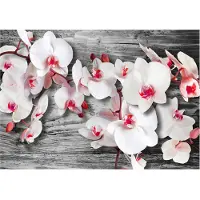 Artgeist Callous Orchids fototapetti