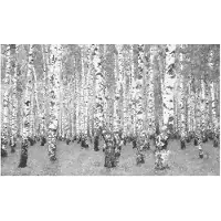 Artgeist Koivu yksinäisyys fototapetti