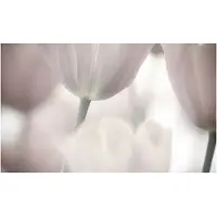 Artgeist Tulips fine art - black and white fototapetti