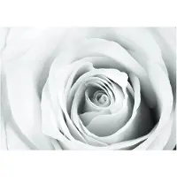 Kärkkäinen Artgeist Rose Charade fototapetti