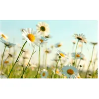 Artgeist Daisies - kevät niitty fototapetti