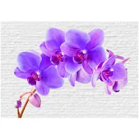 Artgeist Violet Excitation fototapetti