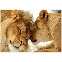 Kärkkäinen Artgeist Lion Tenderness itseliimautuva fototapetti