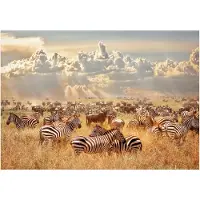 Artgeist Zebra Land fototapetti
