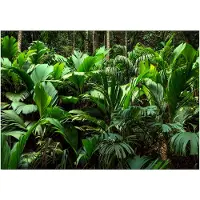 Artgeist Freshness of the Jungle fototapetti