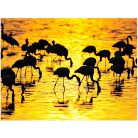 Artgeist Kenia: flamingoja järven Nakuru fototapetti