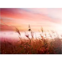 Artgeist Aamu niitty fototapetti