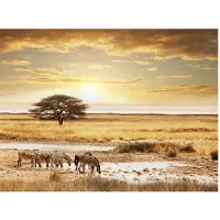 Artgeist Afrikkalainen seeprat noin juomapaikka fototapetti