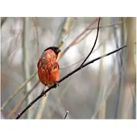 Artgeist Bullfinch in the forest fototapetti