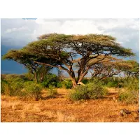 Artgeist Samburu National Reserve, Kenia fototapetti