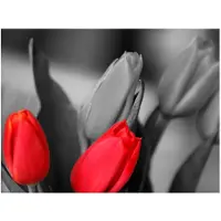 Artgeist Punainen tulppaanit mustalla ja valkoisella taustalla fototapetti