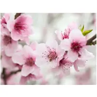 Artgeist Kevät, kukinta puu - vaaleanpunaisia ​​kukkia fototapetti