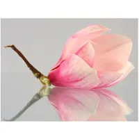 Artgeist Yksinäinen magnolia kukka fototapetti