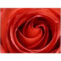 Artgeist Awakening of the Rose fototapetti