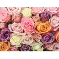 Artgeist Pastel roses fototapetti