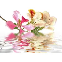 Artgeist Trooppiset kukat - orkidea puu (Bauhinia) fototapetti