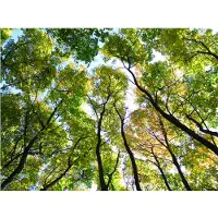 Artgeist Looking up at the trees fototapetti