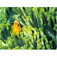 Artgeist Anemonefish fototapetti