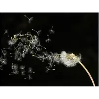 Artgeist Dandelion siementen kuljettaa tuulen fototapetti
