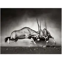 Artgeist Gemsbok taistelu fototapetti