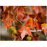 Artgeist Chestnut fototapetti
