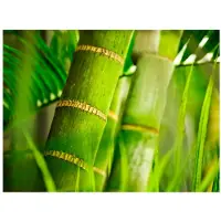 Artgeist bamboo - detail fototapetti