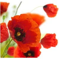 Artgeist Poppies on the wihite background fototapetti