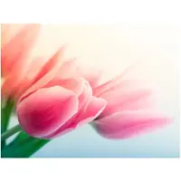 Artgeist Spring and tulips fototapetti