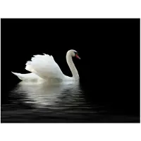 Artgeist swan (black and white) fototapetti