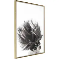 Artgeist Funny Chihuahua juliste