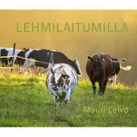 Lehmilaitumilla