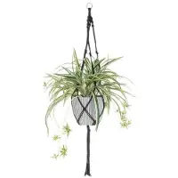 4Living musta 100 cm rönsylilja amppeli