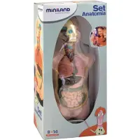 Miniland Anatomian Torso 11 Kappaletta