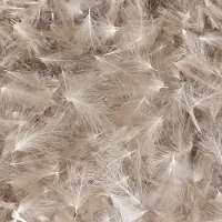 Baetis Cdc Wild Sulka