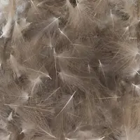 Baetis Cdc Wild Sulka
