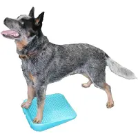 FitPAWS koiran tasapainoramppi