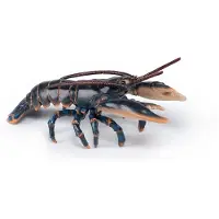 Papo hummeri