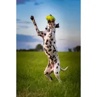Kong Koiranlelu Kong Airdog Squeaker Football Keltainen