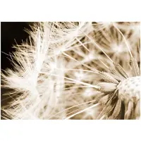Kärkkäinen Artgeist Dandelion - Sepia fototapetti