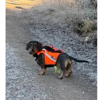 Kardog Sulo GPS- väst med hög synlighet DH2