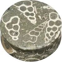 Wildcat Seafloor Turritella - 22,0 mm