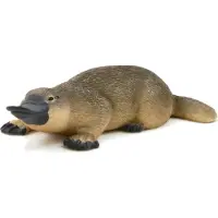 Small Foot Wildlife Platypus