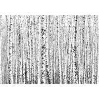 Kärkkäinen Artgeist Birch Forest fototapetti