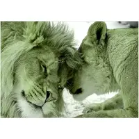 Kärkkäinen Artgeist Lion Tenderness (Green) itseliimautuva fototapetti