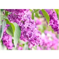 Kärkkäinen Artgeist Lilac Flowers fototapetti