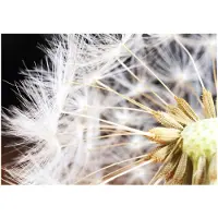 Kärkkäinen Artgeist Fluffy Dandelion fototapetti