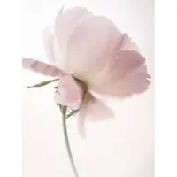 Kärkkäinen Pink Rose 30x40cm juliste