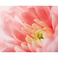 Kärkkäinen Chrysanthemum 40x50cm juliste